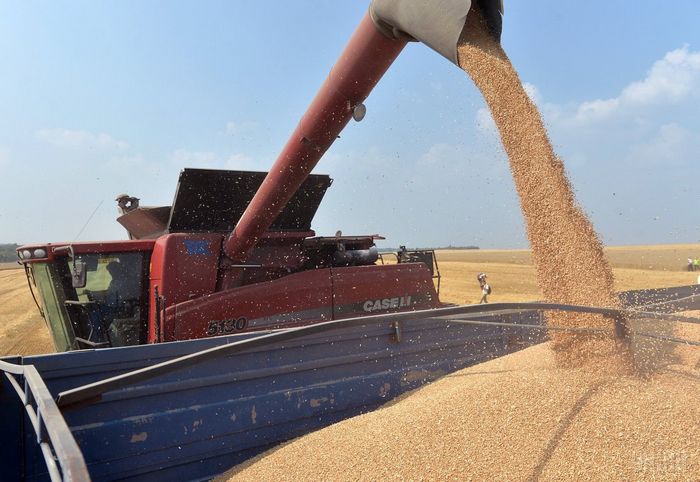 Россия теснит конкурентов на рынке пшеницы благодаря рекордному урожаю